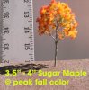 3.5-4'' sugar maple peak fall  33.jpg