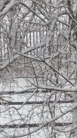 Snow covered branches vs rails 2K  20210219_143757.jpg
