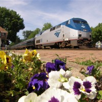 Amtrak and the flowers.