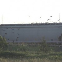 Birds eating grain off the top of a hopper in Oklahoma City, OK