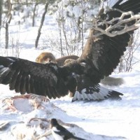 Golden Eagle vs. Wolf - 2