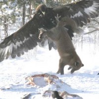 Golden Eagle vs. Wolf - 5