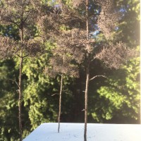 Florist wire pine trees update 03