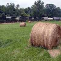 Hay in the Field