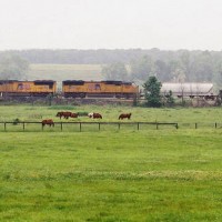Union Pacific and horses in the fog.