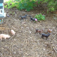 Drexel Hill Central Garden Railroad Pigs and Goats