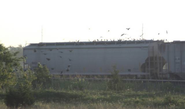 Birds eating grain off the top of a hopper in Oklahoma City, OK