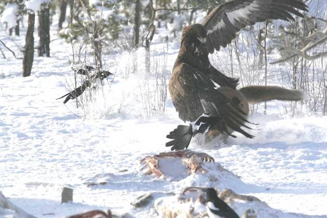 Golden Eagle vs. Wolf - 4